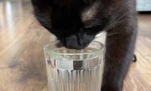 Cat Does Adorable Water Dance