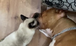Cat Suckles from Very Relaxed Dog