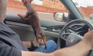 This Miniature Pinscher Really Doesn't Like Motorcycles