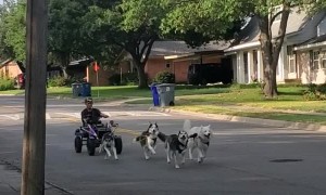 Texas Huskies Love Urban Mushing