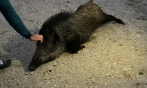 Petting a Wild Boar