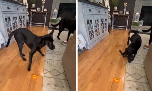 Clumsy pup hilariously falls while playing with his toy 