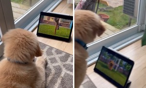 Dog watching favorite cartoon sees real squirrel out of nowhere  