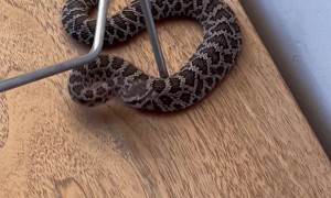 There's a Snake in my House!