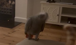 Parrot Wants To Cause a CATastrophe