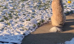 Dog Hugs Boy When He Gets Home