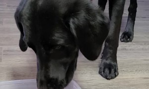 That One Time I Gave the Dogs Sparkling Water