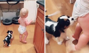 Cavalier puppy turns out to be a great babysitter