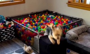 Joyful pups have an amazing time playing in a ball pit 
