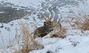 Guys Save Buck High Centered on Ice