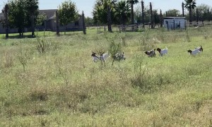 Herd of Baby Goats Sprint to Moms for Feeding Time