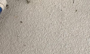 Saving Fredrick the Jesus Lizard from my Patio