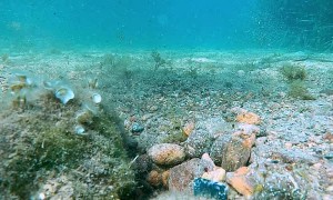 Octopus is a Camera Thief