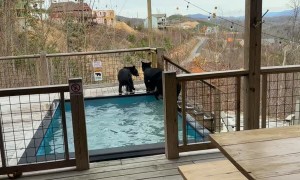 Black Bear Cubs Play in Airbnb Pool on Vacation