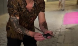 Confused Bird Flies into a Wall