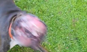 Boxer Dog Meets Leaf Blower