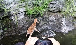 Baby Deer Gets Rescued After Cliff Tumble