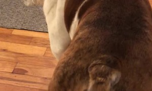 Bulldog Loves To Be Clean