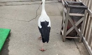 Bird Has Free Rein Over Zoo in Belarus