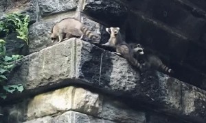 Central Park Raccoons Carefully Climb Wall
