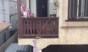 Dog is obsessed with watching his neighbor from afar