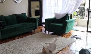 Good Dog Helps Mom With Rug