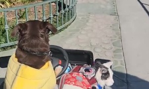 Dog Takes Cat For a Ride in Mini Jeep Impressing Crowd