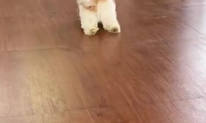 Puppy Drags Feet While Playing Fetch