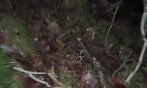 Lost Dog Found in Woods