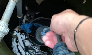 Man Saves Drowning Cat From Well