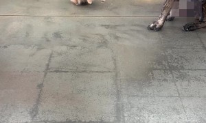 Two 8-Month-Old Puppies Meet