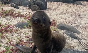 Greeting an Adorable Baby Sea Lion