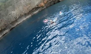 Whale Shark Shows up to Family Swim with Turtles