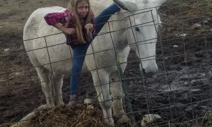 Daughter Climbs on Mules