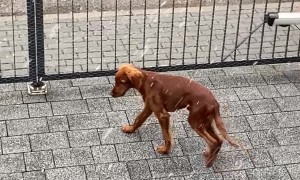 Puppy's First Time Seeing Snow