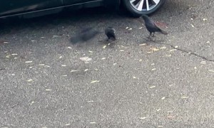 Bird Drops Rock on Car