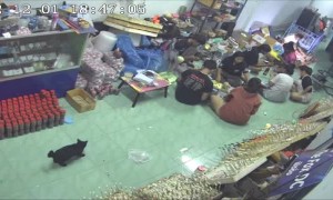 Kitten Alerts Family to Snake