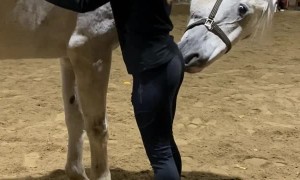 Horse Gives Scritches Back