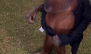 Orangutan Puts on Man's Jacket
