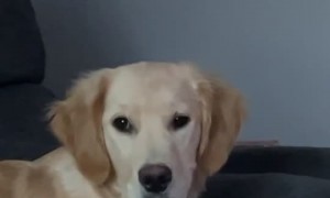 Golden Retriever Attempts to Hide her Cat Brother
