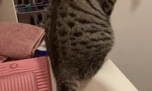 Bear the Cat Splashes Bath Water With Tail