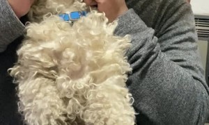 Playing with the New Family Dog at Dinner