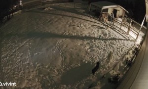 Dogs Protecting Yard From Moose Get in Altercation