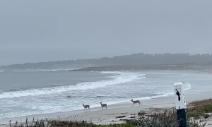 Deer Play Along California Beach