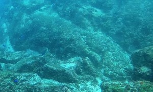 Grey Nurse Shark Smiles for the Camera