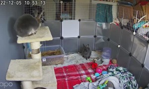 Rabbit Falls From Compromised Cat Tower