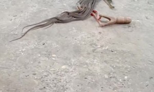 Slithering Clump of Snakes