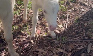 Baby Ted Snoozing Under a Tree