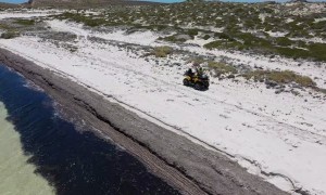 School of Sharks in the Bay