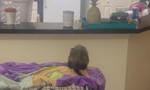 Ferrari the Ferret Doesn't Make the Jump